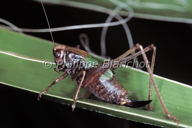 zeuneria abbreviata.JPG - Zeuneria abbreviataSauterelle PhanéroptèreBush cricketOrthoptera, TettigonidaeFrance